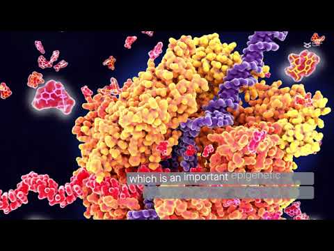 Jumonji domain-containing protein-3 (JMJD3): a critical epigenetic regulator in stem cell