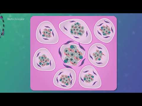 Engineering organoid models for cancer research