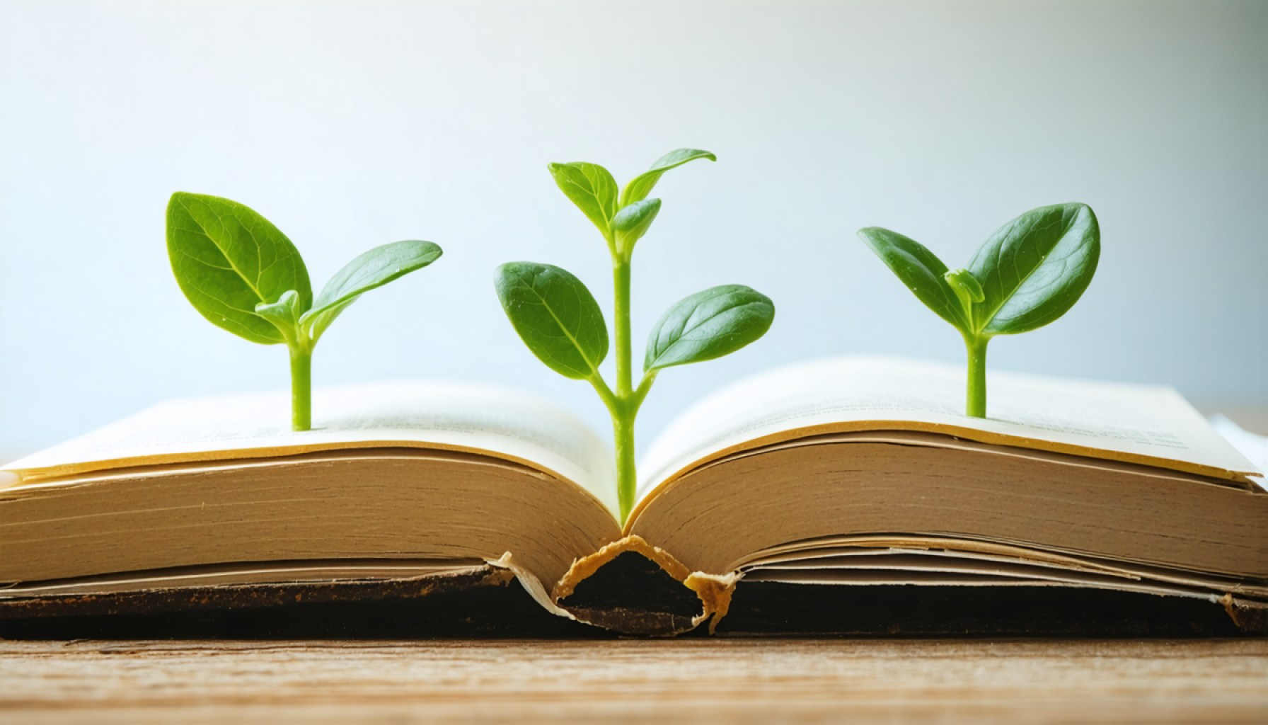 The Secret Recipe of Success: How Innovation Fuels the Stories You Desire